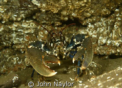 lobster.not one to shake hands with. by John Naylor 